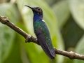 White-necked Jacobin - Donde Cope- La Unión de Guápiles , March 4, 2023