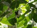 Golden-crowned Spadebill - Los Cusingos - San Jose - Costa Rica, March 12, 2023