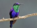 Crowned Woodnymph - Rancho Naturalista - Cartago - CR, March 5, 2023