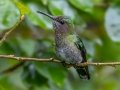 White-necked Jacobin - Rancho Naturalista - Cartago - CR, March 5, 2023