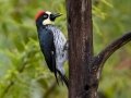 Acorn Woodpecker - Feathers Garden, San José, Costa Rica, March 9, 2023