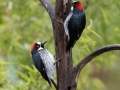 Acorn Woodpeckers - Feathers Garden, San José, Costa Rica, March 9, 2023