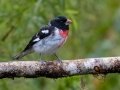 Rose-breasted Grosbeak - Batsú Gardens, Savegre, San José, Costa Rica, March 9, 2023