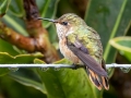 Volcano Hummingbird (Heliotrope-throated) - Feathers Garden, San José, Costa Rica, March 9, 2023