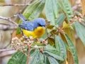 Tropical Parula - Reserva El Copal - Tausito - Cartago - Costa Rica, March 6, 2023