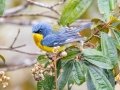 Tropical Parula - Reserva El Copal - Tausito - Cartago - Costa Rica, March 6, 2023