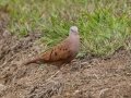 Ruddy Dove - San Isidro sewage lagoons - San Jose - Costa Rica, March 12, 2023