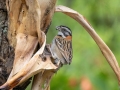 Rufous-collared Sparrow - Batsú Gardens, Savegre, San José, Costa Rica, March 9, 2023