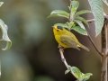 Wilson's Warbler - Trogón Lodge - San Jose - Costa Rica, March 8, 2023