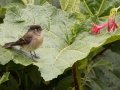 Black-capped Flycatcher - La Trinidad (Quetzal Farm) - Cartago - CR - AM, March 8, 2023