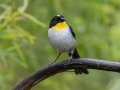 White-naped Brushfinch - Feathers Garden, San José, Costa Rica, March 9, 2023