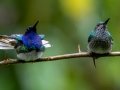 White-necked Jacobin - Rancho Naturalista - Cartago - CR, March 5, 2023