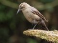 Great-tailed Grackle - Donde Cope- La Unión de Guápiles - Limón - CR, March 4, 2023