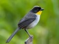 White-naped Brushfinch - Feathers Garden, San José, Costa Rica, March 9, 2023