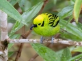 Emerald Tanager - Reserva El Copal - Tausito - Cartago - Costa Rica, March 6, 2023