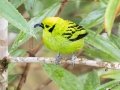 Emerald Tanager - Reserva El Copal (Tausito), Cartago, Costa Rica, March 6, 2023