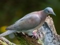 Pale-vented Pigeon - Donde Cope- La Unión de Guápiles - Limón - CR, March 4, 2023