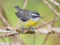 Bananaquit - Chirripo Oasis, San José, Costa Rica, March 11, 2023