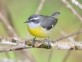 Bananaquit - Chirripo Oasis, San José, Costa Rica, March 11, 2023