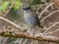 Black-billed Nightengale Thrush - Paraiso Quetzal Lodge - Km 70 - San Jose - Costa Rica, March 8, 2023