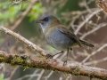 Black-billed Nightengale Thrush - Paraiso Quetzal Lodge - Km 70 - San Jose - Costa Rica, March 8, 2023