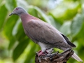 Pale-vented Pigeon - Donde Cope- La Unión de Guápiles - Limón - CR, March 4, 2023