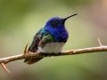 White-necked Jacobin - Rancho Naturalista - Cartago - CR, March 5, 2023