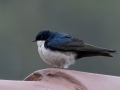 Blue-and-white Swallow -  Feathers Garden, San José, Costa Rica, March 10, 2023