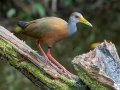 Russet-naped Wood-Rail - Donde Cope- La Unión de Guápiles - Limón - CR, March 4, 2023