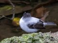 Torrent Tyrannulet - San Gerardo - Waterfall Trail - San Jose - Costa Rica, March 10, 2023