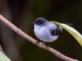 Torrent Tyrannulet - San Gerardo - Waterfall Trail - San Jose - Costa Rica, March 10, 2023
