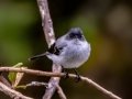 Torrent Tyrannulet - San Gerardo - Waterfall Trail - San Jose - Costa Rica, March 10, 2023
