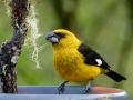 Black-thighed Grosbeak - Feathers Garden - San Jose - Costa Rica, March 10, 2023