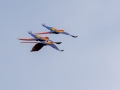 Scarlet Macaw - Palmar Field - Puntarenas - Costa Rica, March 12, 2023
