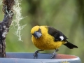 Black-thighed Grosbeak - Feathers Garden - San Jose - Costa Rica, March 10, 2023