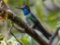 Talamanca Hummingbird - Paraiso Quetzal Lodge - Km 70 - San Jose - Costa Rica, March 8, 2023