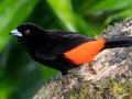 Scarlet-rumped Tanager - Rancho Naturalista - Cartago - CR, March 5, 2023