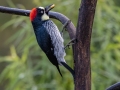 Acorn Woodpecker - Feathers Garden, San José, Costa Rica, March 10, 2023
