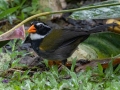 Orange-billed Sparrow - Rancho Naturalista - Cartago - CR, March 5, 2023