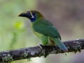 Northern Emerald-Toucanet (Blue-throated) - Feathers Garden - San Jose - Costa Rica, March 10, 2023