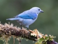 Blue-gray Warbler- Batsú Gardens - Savegre - San Jose - Costa Rica, March 10, 2023