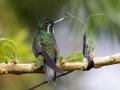 White-throated Mountain-Gem (Gray-tailed) - Batsú Gardens - Savegre - San Jose - Costa Rica, March 9, 2023