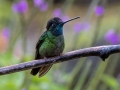 Talamanca Hummingbird - Batsú Gardens - Savegre - San Jose - Costa Rica, March 10, 2023