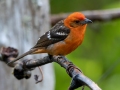 Flame-colored Tanager - San Gerardo - Waterfall Trail - San Jose - Costa Rica, March 10, 2023