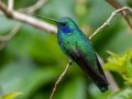Lesser Violetear - Paraiso Quetzal Lodge - Km 70 - San Jose - Costa Rica, March 8, 2023