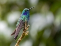 Lesser Violetear - Paraiso Quetzal Lodge - Km 70 - San Jose - Costa Rica, March 8, 2023