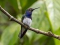 White-necked Jacobin - Donde Cope- La Unión de Guápiles , March 4, 2023