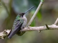 Talamanca Hummingbird - Paraiso Quetzal Lodge - Km 70 - San Jose - Costa Rica, March 8, 2023