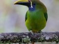 Northern Emerald-Toucanet (Blue-throated) - Feathers Garden - San Jose - Costa Rica, March 10, 2023