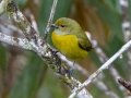 White-vented Euphonia  - Reserva El Copal (Tausito) , May 6, 2023